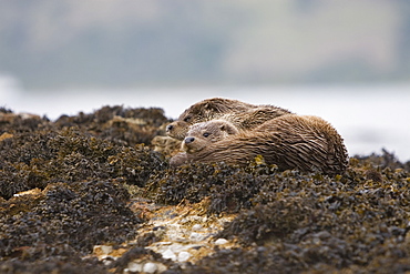 Eurasian river otter (Lutra lutra) mother and cub resting in seaweed.  Hebrides, Scotland