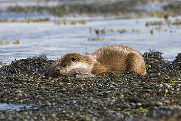 Eurasian river otter (Lutra lutra).  Hebrides, Scotland.