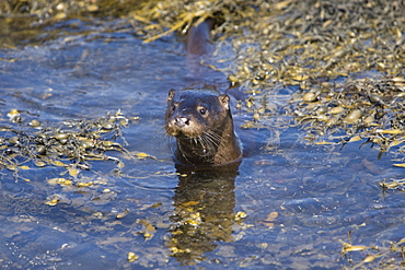 Eurasian river otter (Lutra lutra) foraging in and among the seaweed.  Otters on Scotland's west coast and islands have adapted well to making a living in the marine environment.  Hebrides, Scotland   (RR)