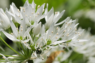 Close-up of wild garlic (ramsons) (Allium ursinum) carpeting woodland floor, Wiltshire, England, United Kingdom, Europe