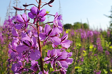 Rosebay willowherb (fireweed) (Epilobium angustifolium) flowering on waste ground, Wiltshire, England, United Kingdom, Europe