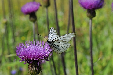 Black-veined white butterfly (Aporia crataegi) feeding from Pannonic thistle (Cirsium pannonicum), Julian Alps, Slovenia, Europe