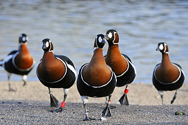 Red-breasted goose (Branta ruficollis) group approaching on land, captive, WWT Slimbridge, Gloucestershire, UK.