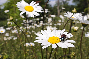 Garden chafer (Phyllopertha horticola) on ox-eye daisy (marguerite) (Leucanthemum vulgare) in meadow, Wiltshire, England, United Kingdom, Europe