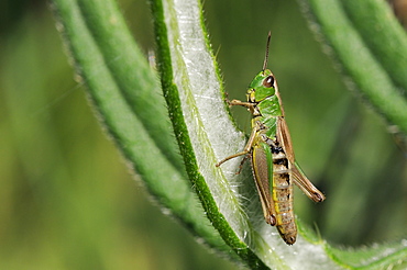 Female meadow grasshopper (Chorthippus parallelus), Wiltshire, England, United Kingdom, Europe