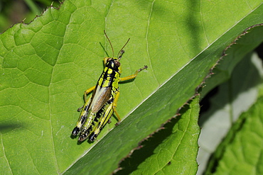 Mountain grasshopper (Miramella irena), Julian Alps, Slovenia, Europe