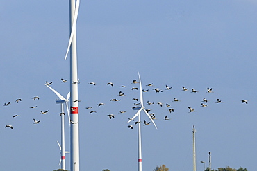 Common or Eurasian crane flock (Grus grus) flying close to wind farm and natural gas plant, autumn, near Diepholz, Lower Saxony, Germany.