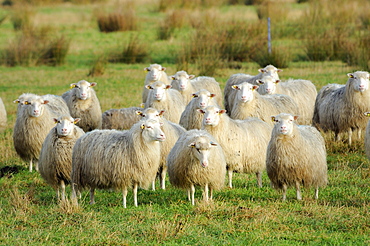 Diepholzer Moorschnucke (Moorland sheep) (Ovis aries), a rare old breed adapted to moorland living, Rehdener Geestmoor, Lower Saxony, Germany, Europe