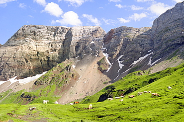 Lourdaise domestic cattle (Bos taurus) grazing pastureland at 2100m at the Cirque de Troumouse, Pyrenees National Park, Hautes-Pyrenees, France, Europe