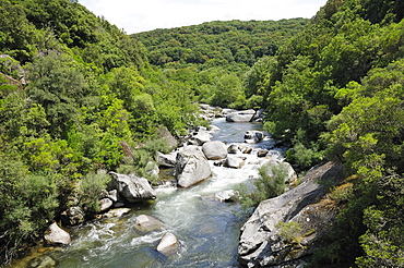 River Taravo flowing down from Corsica's National Park (Parc Naturel Regional de Corse) through Mediterranean forest, Corsica, France, Europe