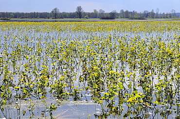 Marsh marigolds (kingcups) (Caltha palustris) flowering on flooded Narew sedge marshes, Krzewo, Podlaskie, Poland, Europe