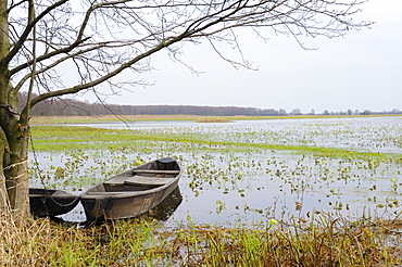 Traditional fishermen's punts chained to a tree beside flooded Narew marshes with flowering marsh marigolds, Krzewo, Poland, Europe