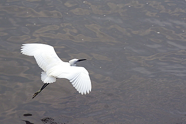 Little egret (Egretta garzetta) flying low over the Tamsui River estuary, Tamsui (Danshui), Taiwan, Asia