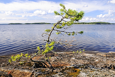 Scots pine sapling (Pinus sylvestris) struggling to survive, growing from fissure in bare granite shoreline of Lake Saimaa, near Savonlinna, Finland.