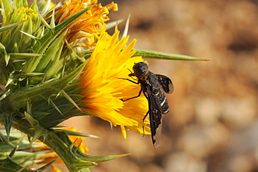 Bee fly (Hemipenthes velutina) feeding from spiny sow thistle (Sonchus asper) flower in scrubland, Zadar province, Croatia, Europe