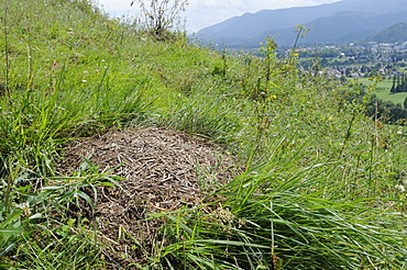 Black-backed meadow ant (Formica pratensis) nest mound of old grass stems in montane pastureland near Bled, Slovenia, Europe