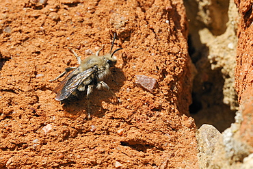 Cuckoo bee (Melecta albifrons) a parasite of solitary bees, searching an old wall for host nests, Brandenburg, Germany, Europe