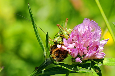 Immature female great green bush cricket (Tettigonia viridissima) and clover flower, Hecho valley, Spanish Pyrenees, Spain, Europe