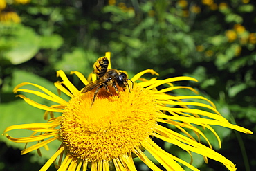 Leafcutter bee (Megachile sp.) feeding from flowerhead of heartleaf oxeye (giant oxeye daisy) (Telekia speciosa), Slovenia, Europe