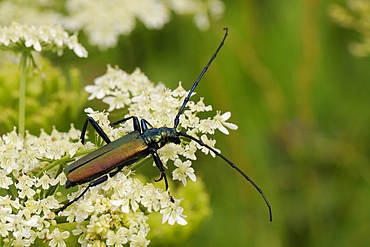 Musk beetle (Aromia moschata) foraging on wild carrot (Queen Anne's lace) (Daucus carota) flowerhead in a hay meadow, Slovenia, Europe