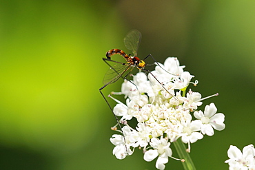 A rare net-winged midge (Apistomyia elegans) feeding on umbel flowers by an unpolluted mountain stream, Corsica, France, Europe