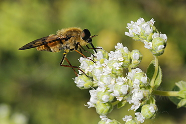 Horse fly (Pangonius pyritosus) foraging for nectar on Cretan oregano (Origanum onites) flowers, Lesbos (Lesvos), Greece, Europe