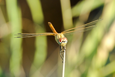 Female red-winged darter dragonfly (Sympetrum fonscolombii) female, clasping spiky stem of Juncus rush, Lesbos (Lesvos), Greece, Europe