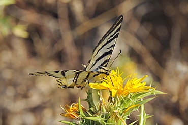 Scarce swallowtail butterfly (Iphiclides podalirius) feeding from spiny sow thistle (Sonchus asper), Zadar province, Croatia, Europe