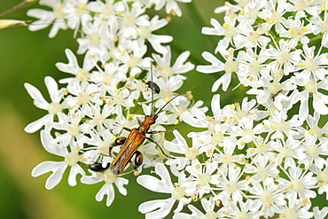 Male thick-legged flower beetle (Oedemera nobilis) foraging on common hogweed (Heracleum sphondylium) flowers, Wiltshire, England, United Kingdom, Europe