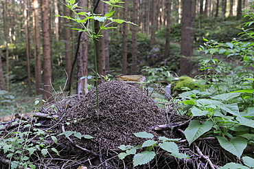 Wood ant (Formica sp.) nest in coniferous forest, Rakov Skocjan valley, near Cerknica, Slovenia, Europe