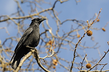 Carrion crow (Corvus corone) perched on branch of London plane tree (Platanus x hispanica), Regents Park, London, England, United Kingdom, Europe