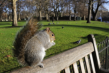 Grey squirrel (Sciurus carolinensis) standing on bench eating some apple given to it by a tourist, St. James's Park, London, England, United Kingdom, Europe