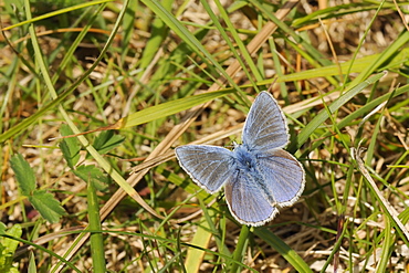 Common blue butterfly (Polyommatus icarus) sun basking on grass stem in limestone meadow, Wiltshire, UK. MORE INFO: Butterfly family Lycaenidae.