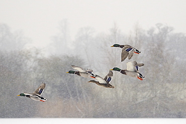 Four Mallard drakes (Anas platyrhynchos) and a duck flying over frozen lake in snowstorm, Wiltshire, England, United Kingdom, Europe