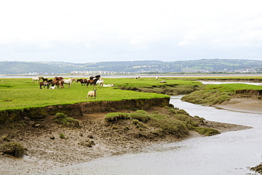 Sheep (Ovis aries) and Welsh ponies (Equus caballus) on Llanrhidian saltmarshes as the tide rises, The Gower Peninsula, Wales, United Kingdom, Europe