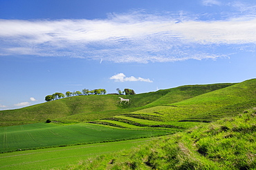 Cherhill white horse, first cut into chalk downland in 1780, Wiltshire, England, United Kingdom, Europe