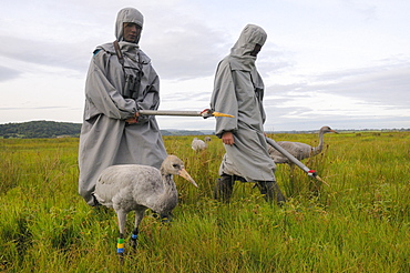 Surrogate parents leading recently reintroduced young common cranes (Eurasian cranes) (Grus grus) over the Somerset Levels, Somerset, England, United Kingdom, Europe