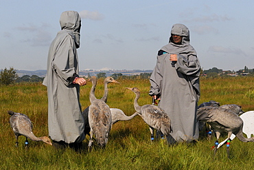 Reintroduced young common cranes (Eurasian cranes) (Grus grus) pecking at a surrogate parent and one another on the Somerset Levels, Somerset, England, United Kingdom, Europe