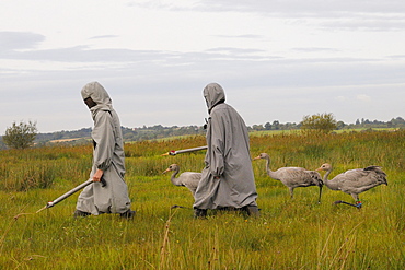 Surrogate parents leading recently reintroduced young common cranes (Eurasian cranes) (Grus grus) over the Somerset Levels, Somerset, England, United Kingdom, Europe