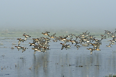 Wigeon (Anas penelope) flock in flight over frozen, flooded marshland on a foggy winter morning, with some drakes calling, Greylake RSPB reserve, Somerset Levels, UK.