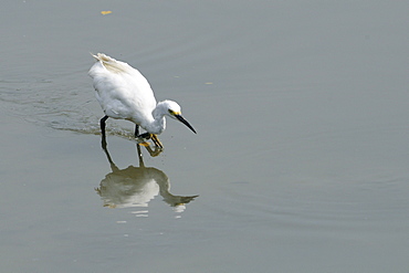 Little egret (Egretta garzetta) adult stalking fish, reflected in water surface, Danshuei river estuary, Taiwan.