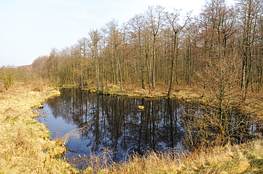 Black alder (Alnus glutinosa) carr swamp forest edge in early spring, Biebrza National Park, Podlaskie, Poland.