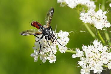 Parasite fly or Tachinid fly (Cylindromyia bicolor) feeding on Wild angelica (Angelica sylvestris) umbel flowers, Corsica, France.  MORE INFO: Parasite fly or Tachinid fly family Tachinidae, plant family Apiaceae.    