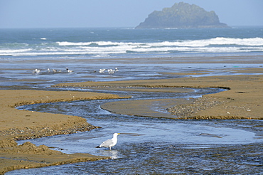 Herring gull (Larus argentatus) adult standing in freshwater stream flowing across Polzeath beach, Cornwall, UK.