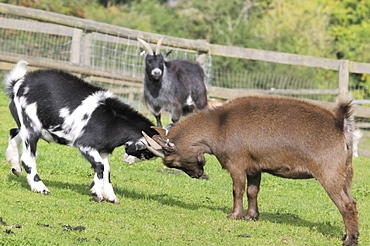 Two female Pygmy goats (Capra hircus) locking horns in a playfight as another watches, Wiltshire, England, United Kingdom, Europe