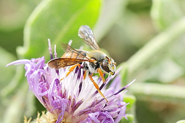 Leafcutter bee (Rhodanthidium siculum) foraging on round-headed knapweed flower (Centaurea sphaerocephala), Algarve, Portugal, Europe