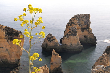 Giant fennel (Ferrula communis) flowering on clifftop with sandstone seastacks in the background, Lagos, Algarve, Portugal, Europe