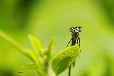 Head on view of a male Azure Damselfly (Coenagrion puella) casting shadow on a leaf, Wiltshire, England, United Kingdom, Europe 