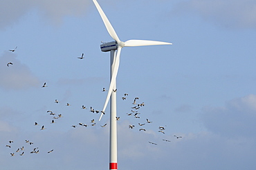 Common or Eurasian crane (Grus grus) flock flying close to wind turbine, near Diepholz, Lower Saxony, Germany.