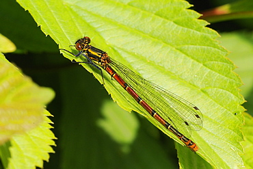 Large red damselfly (Pyrrhosoma nymphula) female resting on a leaf, Wiltshire garden, UK.